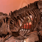 cientistas-descobrem-vasos-sanguineos-preservados-no-maior-fossil-de-tiranossauro-rex-do-mundo