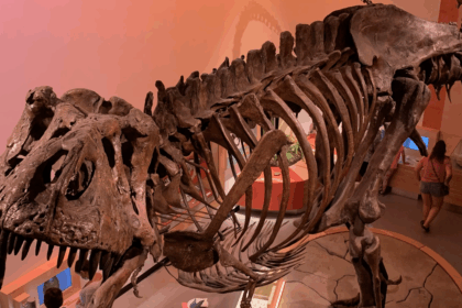 cientistas-descobrem-vasos-sanguineos-preservados-no-maior-fossil-de-tiranossauro-rex-do-mundo