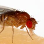 gigante-em-miniatura:-como-impulsionar-pesquisa-biomedica-brasileira-atraves-do-uso-da-drosofila