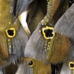 ciencia-revela-os-diferentes-papeis-dos-peixes-do-rio-parana-na-natureza-e-na-sociedade