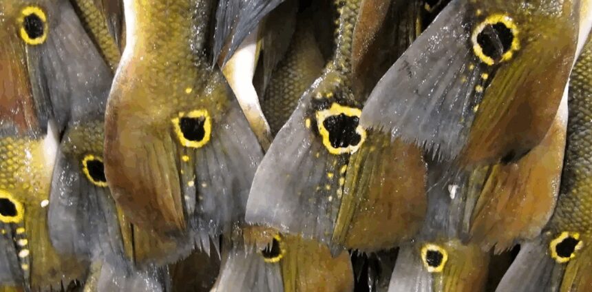 ciencia-revela-os-diferentes-papeis-dos-peixes-do-rio-parana-na-natureza-e-na-sociedade