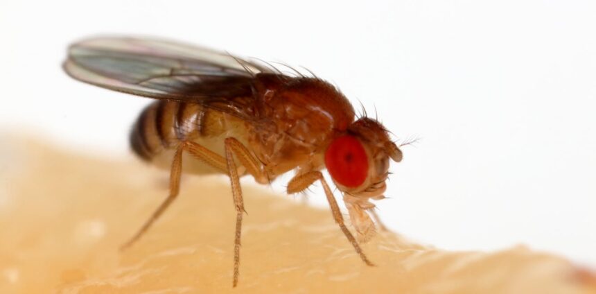 gigante-em-miniatura:-como-impulsionar-pesquisa-biomedica-brasileira-atraves-do-uso-da-drosofila