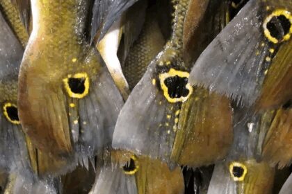 ciencia-revela-os-diferentes-papeis-dos-peixes-do-rio-parana-na-natureza-e-na-sociedade