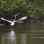 reflorestamento-permite-volta-de-animais-a-mangue-na-baia-de-guanabara