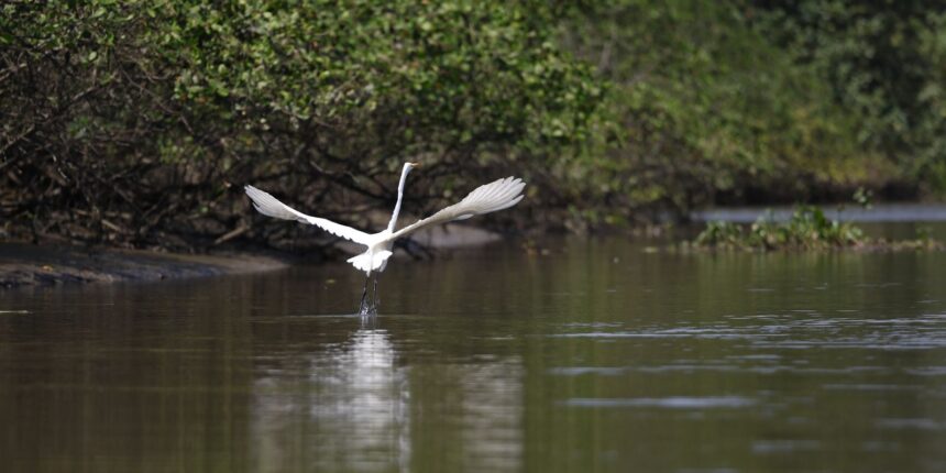 reflorestamento-permite-volta-de-animais-a-mangue-na-baia-de-guanabara