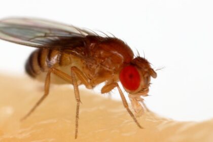 gigante-em-miniatura:-como-impulsionar-pesquisa-biomedica-brasileira-atraves-do-uso-da-drosofila