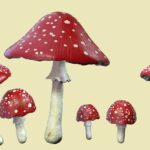 “microdosagem”-com-cogumelos-aumentou-casos-de-envenenamento-e-atendimentos-de-emergencia-nos-eua