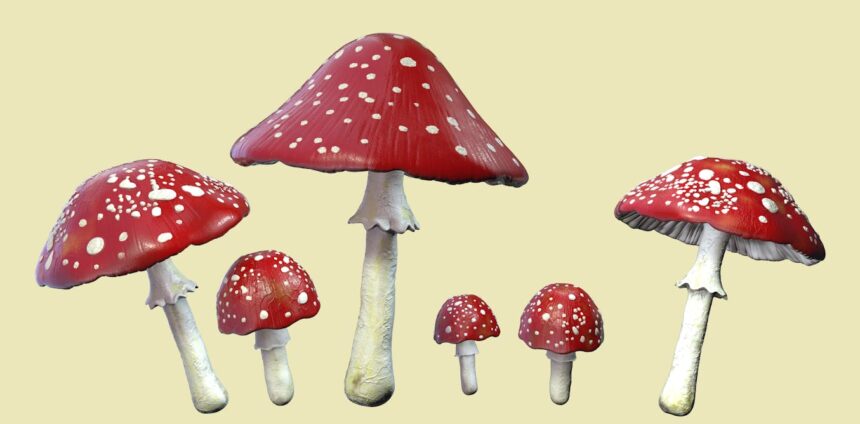 “microdosagem”-com-cogumelos-aumentou-casos-de-envenenamento-e-atendimentos-de-emergencia-nos-eua