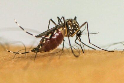 doencas-transmitidas-por-mosquitos-serao-“novo-normal”-na-europa