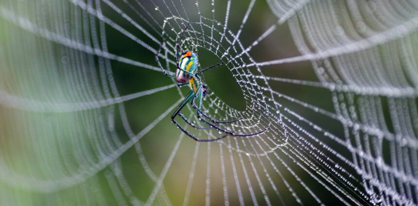fios-e-arquitetura-de-teias-de-aranha-revelam-milhoes-de-anos-de-engenhosidade-evolucionaria