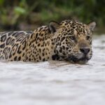 metodo-desenvolvido-no-pantanal-inova-e-amplia-o-estudo-da-onca-pintada-no-pais