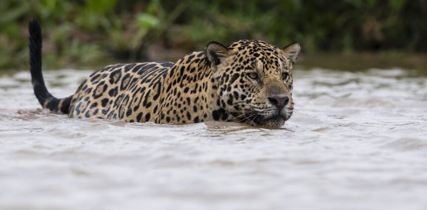 metodo-desenvolvido-no-pantanal-inova-e-amplia-o-estudo-da-onca-pintada-no-pais