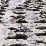 mais-de-700-pinguins-sao-encontrados-mortos-no-litoral-de-sao-paulo