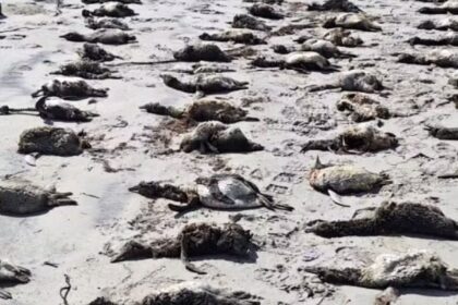 mais-de-700-pinguins-sao-encontrados-mortos-no-litoral-de-sao-paulo