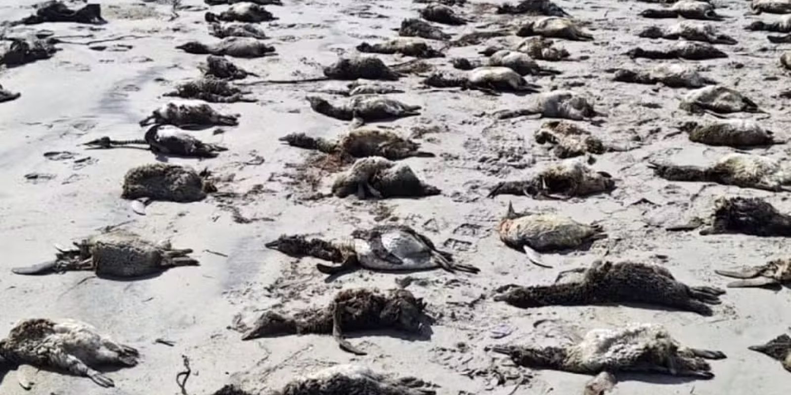 mais-de-700-pinguins-sao-encontrados-mortos-no-litoral-de-sao-paulo