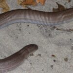por-baixo-da-terra,-mas-a-merce-do-clima:-o-que-define-onde-vivem-as-cobras-de-duas-cabecas?