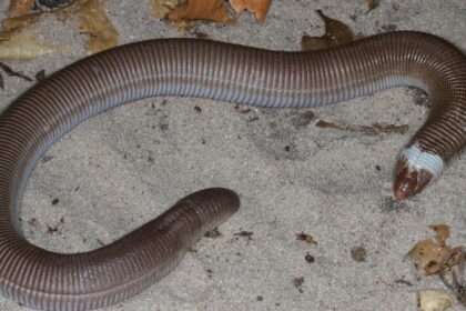 por-baixo-da-terra,-mas-a-merce-do-clima:-o-que-define-onde-vivem-as-cobras-de-duas-cabecas?