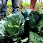 agricultura-familiar-recebera-r$-60-milhoes-para-producao-de-bioinsumo