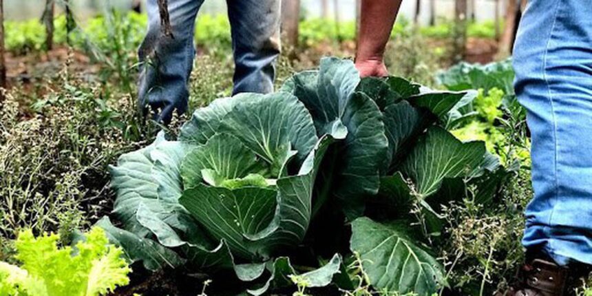 agricultura-familiar-recebera-r$-60-milhoes-para-producao-de-bioinsumo