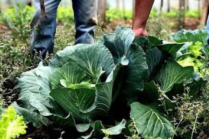 agricultura-familiar-recebera-r$-60-milhoes-para-producao-de-bioinsumo