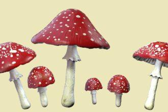 “microdosagem”-com-cogumelos-aumentou-casos-de-envenenamento-e-atendimentos-de-emergencia-nos-eua