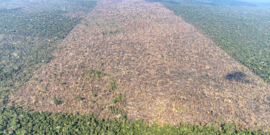 desmatamento-e-responsavel-por-mais-de-28-mil-mortes-anuais-por-calor