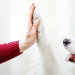 ia-ja-pode-indicar-como-animais-estao-se-sentindo