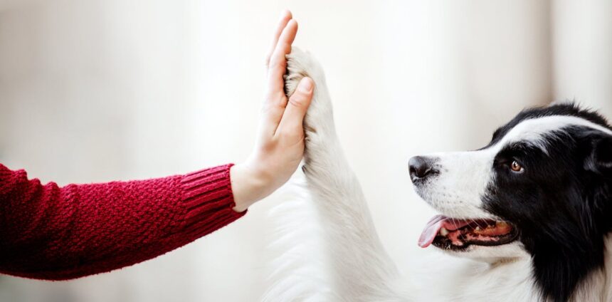ia-ja-pode-indicar-como-animais-estao-se-sentindo