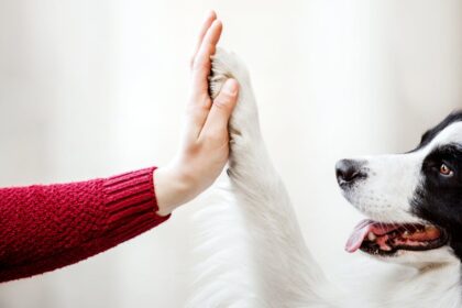 ia-ja-pode-indicar-como-animais-estao-se-sentindo