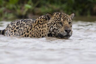 metodo-desenvolvido-no-pantanal-inova-e-amplia-estudo-e-protecao-da-onca-pintada