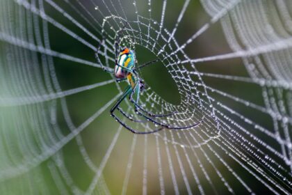 fios-e-arquitetura-de-teias-de-aranha-revelam-milhoes-de-anos-de-engenhosidade-evolucionaria