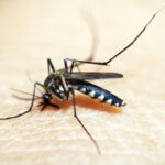 casos-de-dengue-e-chikungunya-custaram-r$-1,2-bi-ao-sistema-de-saude