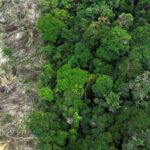 pesquisa-mede-impacto-de-mudancas-do-clima-e-desmatamento-na-amazonia