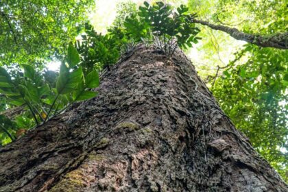mudanca-climatica:-gigantes-da-amazonia-podem-ajudar-cientistas