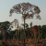 novo-mapeamento-com-inteligencia-artificial-ajudara-a-prevenir-desmatamento-na-amazonia