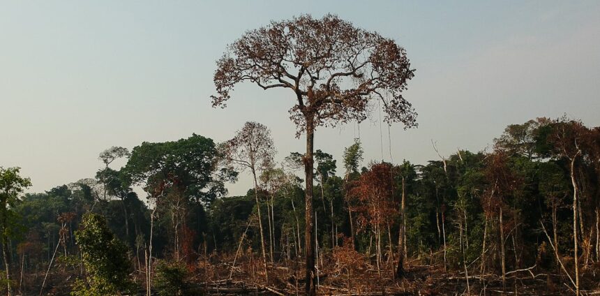 novo-mapeamento-com-inteligencia-artificial-ajudara-a-prevenir-desmatamento-na-amazonia