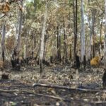 ano-de-2025-e-quinto-com-maior-area-atingida-por-queimadas-ate-agosto