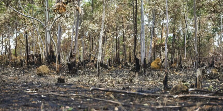 ano-de-2025-e-quinto-com-maior-area-atingida-por-queimadas-ate-agosto