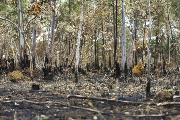 ano-de-2025-e-quinto-com-maior-area-atingida-por-queimadas-ate-agosto