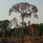 novo-mapeamento-com-inteligencia-artificial-ajudara-a-prevenir-desmatamento-na-amazonia