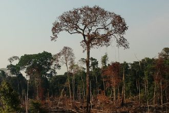 novo-mapeamento-com-inteligencia-artificial-ajudara-a-prevenir-desmatamento-na-amazonia