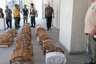 operacao-no-rj-resgata-700-animais-silvestres-e-prende-45-pessoas