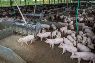 producao-de-carne-suina-e-de-frango-tera-volume-recorde-em-2026