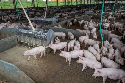 producao-de-carne-suina-e-de-frango-tera-volume-recorde-em-2026