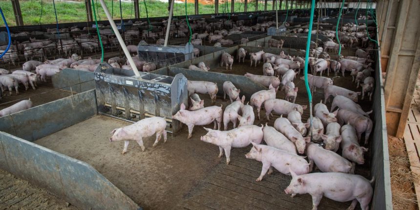 producao-de-carne-suina-e-de-frango-tera-volume-recorde-em-2026