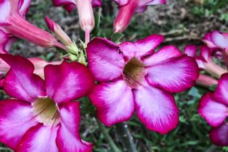 hoje-e-dia:-inicio-da-primavera-e-datas-ligadas-a-saude-sao-destaques