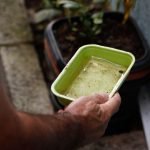 chikungunya-traz-preocupacoes-apos-uma-decada-de-presenca-no-brasil