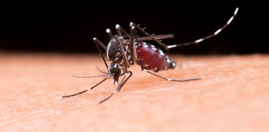 estudo-brasileiro-comprova-que-virus-da-zika-pode-causar-resistencia-a-insulina-no-cerebro
