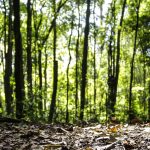 producao-florestal-do-pais-cresce-16,7%-e-chega-a-r$-44,3-bi-em-2024