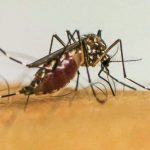 infeccoes-por-aedes-aegypti-elevam-risco-de-complicacoes-no-parto